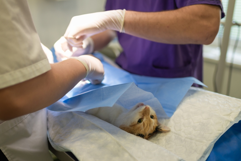 veterinaire-CANNES-min_health-4385852